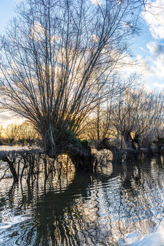 The sun setting over pollarded willows in Gabb Lane flooded by the River Severn in February 2026 at Apperley, Gloucestershire, England UK
