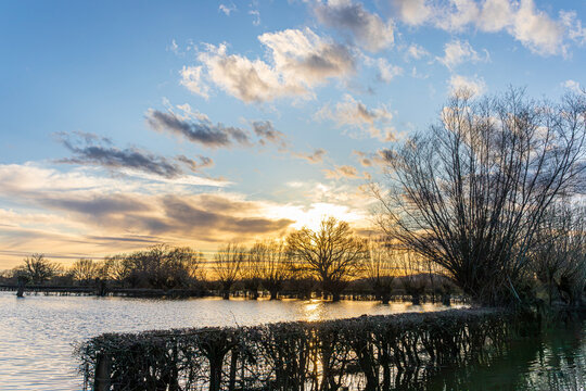 The sun setting over pollarded willows in Gabb Lane flooded by the River Severn in February 2026 at Apperley, Gloucestershire, England UK