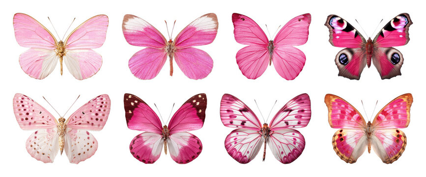PNG Collection of vibrant pink butterfly illustrations, transparent background