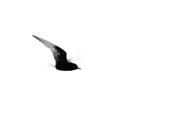 Fototapeta premium A highkey image of White-winged tern flying at Tubli bay, Bahrain