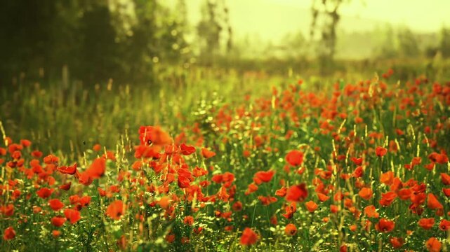 Golden poppy field glowing under sunlight, hazy backlit stems and soft bokeh, warm tones across expansive horizon, distant trees, tranquil evening mood