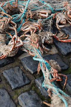 Fishermen's crabs caught in a net on the slipway