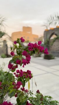 Pink flowers blooming in the historic courtyard of Masjid Bani Anif in Madinah.