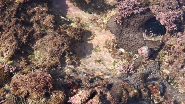 Salarias fasciatus or Jewelled Blenny moves smoothly in tide pool in this realistic motion clip. Direct sun exposure highlights vivid sharpness on fish details from high angle view.