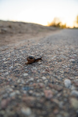 Close-up of a Snail Crossing an Asphalt Path at Sunset © Edgars