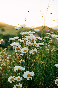 Bright and cheerful daisy flowers opening up to the morning sun