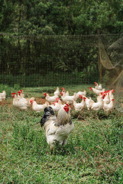 Rooster guarding farm fowl flock grazing on grass
