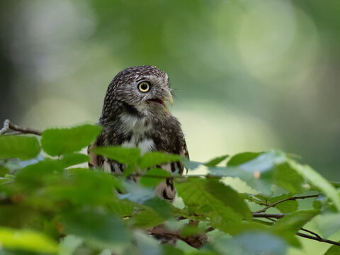Eule, Eulen, Tier, Tiere, Greifv&ouml;gel, Vogel, V&ouml;gel, Falknerei