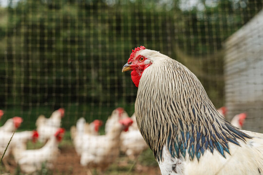 Rooster guarding flock of hens in enclosed farm