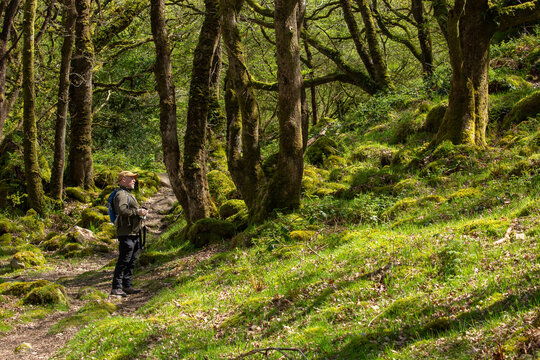 Man in ancient woodland