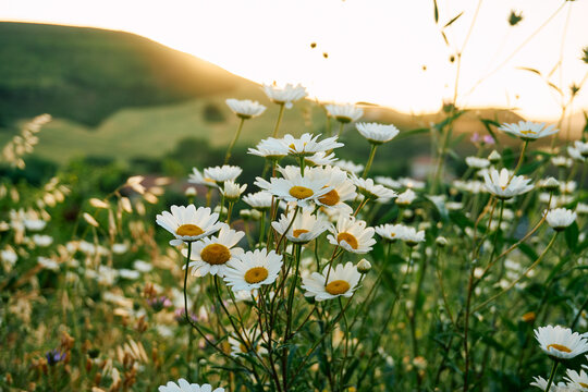 Serene chamomile field evoking a sense of calm and wellness