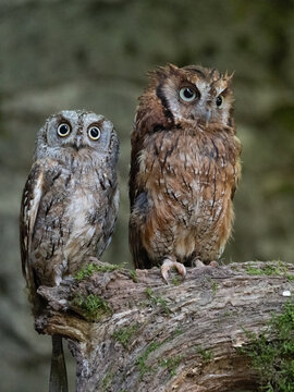 Eule, Eulen, Tier, Tiere, Greifv&ouml;gel, Vogel, V&ouml;gel, Falknerei
