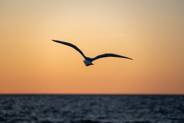 Naklejka premium Silhouette of a Seagull Flying into a Golden Sunset