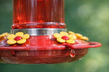 Fototapeta premium A hummingbird sipping nectar from a feeder in a sunny environment