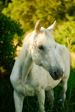 High-contrast view of a white horse against deep green foliage