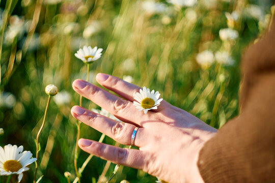Woman's hand gently touching daisies in a sunny summer meadow