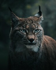 Lynx Wildcat © 智勤 何