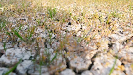 Lush green sprouts emerge from cracked earth in Nallihan Bird Sanctuary Beypazari Ankara, Turkey © Fokke Baarssen