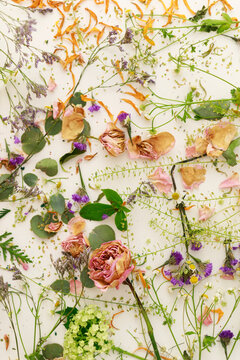 Flowers and Dried Petals Arranged on a Flat Surface 