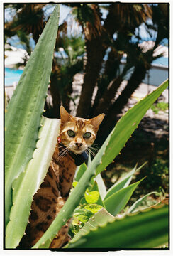 Bengal Cat Peeking Through Aloe Vera Plant, Funchal, Madeira