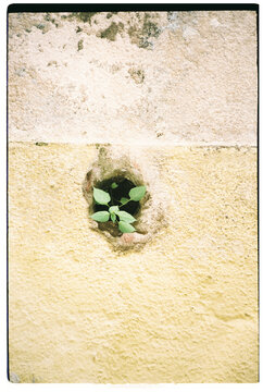 Resilient Plant Grows From Hole in Yellow Wall