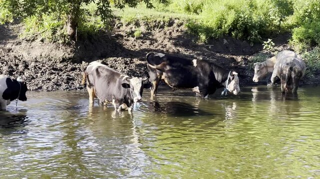 Small herd of cows stands in a shallow river, cooling off on a hot summer day. The calm water reflects the sunlight as the animals rest and seek relief from the heat in a peaceful rural landscape