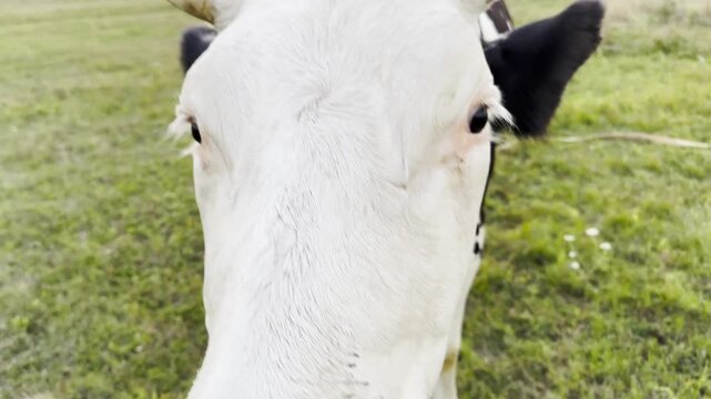 Male arm stroking muzzle of beautiful cow at green lawn. Hand of man petting pretty friendly animal at summer field. Young guy caressing cute heifer at meadow. Care and love to animal concept. POV