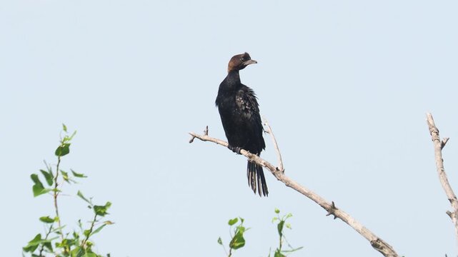 Pygmy cormorant (Microcarbo pygmeus) grooming on a branch in a wetland lake