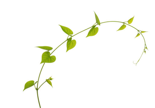 A single green vine with heartshaped leaves isolated on transparent background