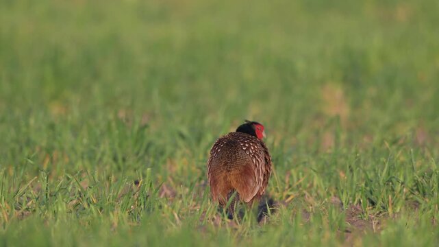 A pheasant cock stands in a field during the mating season, looking for hens, north rhine westphalia, spring, (phasianus colchicus), (lepus capensis) germany