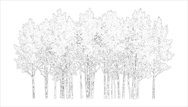 Minimalist birch forest line art vector, hand drawn aspen tree grove illustration, black and white woodland landscape sketch for coloring