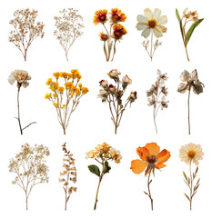 Obraz premium PNG Collection of dried flowers in various arrangements, transparent background