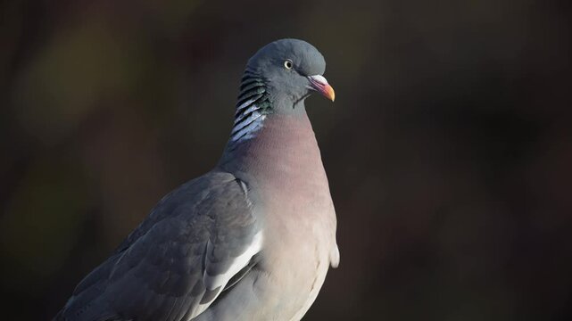 Woodpigeon sits on a house roof and looks attentively, portrait, spring, lower saxony, (columba palumbus), germany