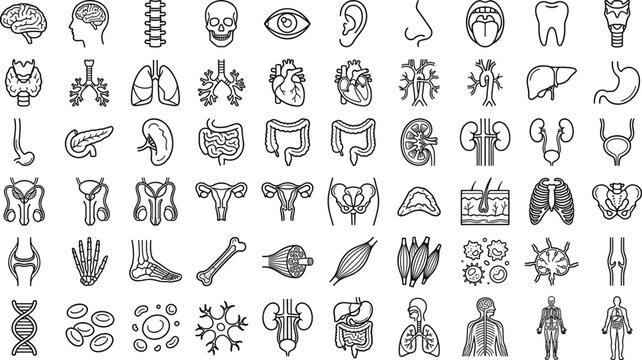 Human Internal Organs and Anatomy Line Icon Set Featuring Brain, Heart, Lungs, Skeleton, Digestive System, and Biological Cells for Vector Graphic Designs