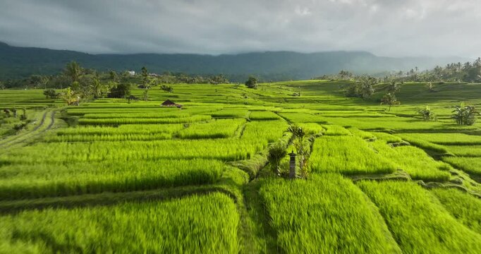 Sustainable agriculture and rural landscape, vibrant green rice terraces with traditional hut, farming and travel destination, Bali, Indonesia. Low angle drone flight over beautiful sunset landscape