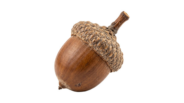 Single brown acorn with textured cap and woody stem isolated on transparent background png high quality.