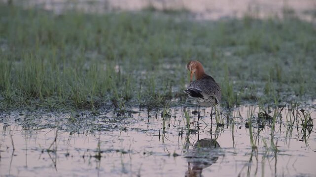 Black tailed godwit male standing in wet meadow cleaning his plumage, oxbog, lower saxony, spring,   (limosa limosa), germany,