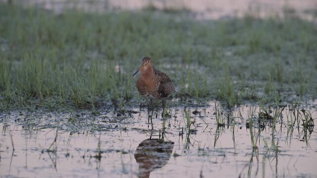 Black tailed godwit male stands in a wet meadow and calls in the mating season, lower saxony, oxbog, spring, (limosa limosa), germany,