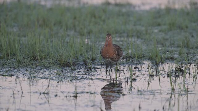 Black tailed godwit male standing in wet meadow cleaning his plumage, oxbog, lower saxony, spring,   (limosa limosa), germany,