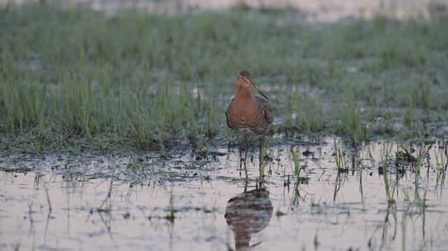 Black tailed godwit male stands in a wet meadow and calls in the mating season, lower saxony, oxbog, spring, (limosa limosa), germany,
