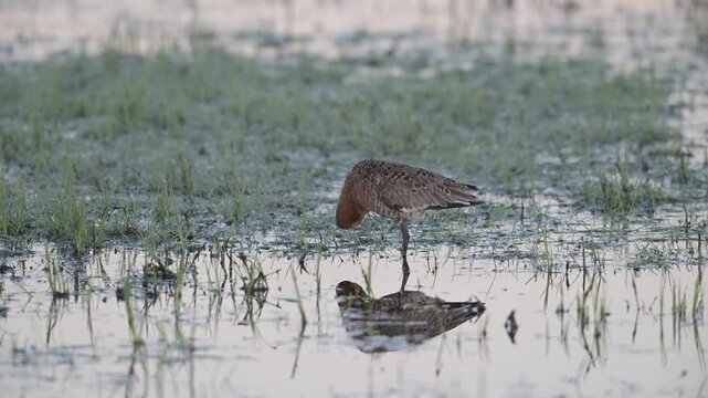 Black tailed godwit male standing in wet meadow cleaning his plumage, oxbog, lower saxony, spring,   (limosa limosa), germany,