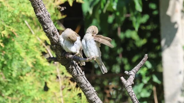 Two young fledgling house sparrows perched on a branch preening feathers together, macro video