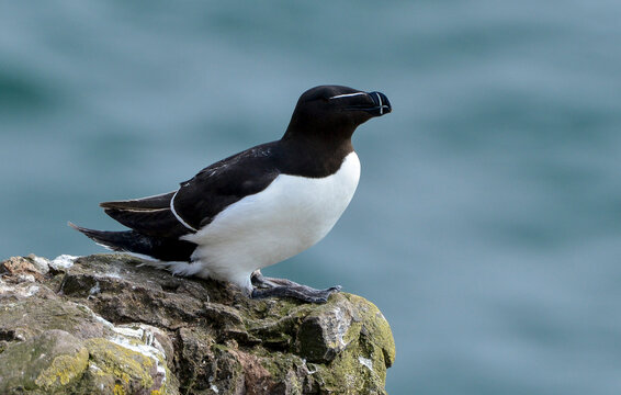Pingouin torda,