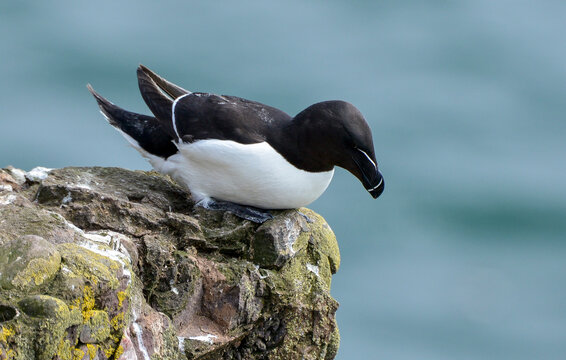 Pingouin torda,