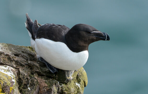 Pingouin torda,