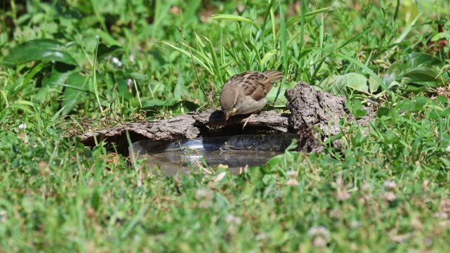Cute young sparrow stepping into bird bath and quickly running out scared, concept of fear of the unknown