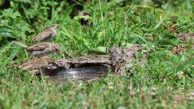 Young house sparrow successfully bathing in water for the first time, learning and adaptation concept