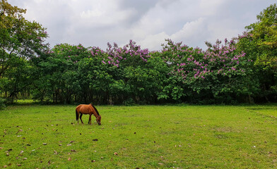 Naklejka premium Brown horse eating grass in a green meadow with blossoming trees under cloudy sky. Beautiful rural landscape, natural animal habitat, freedom, and environment concept.