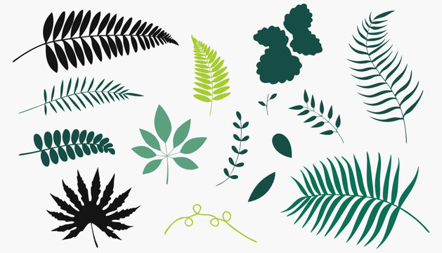 Tropical leaves and exotic foliage vector set for botanical design. Hand-drawn green plant illustrations with detailed silhouettes and natural shapes.