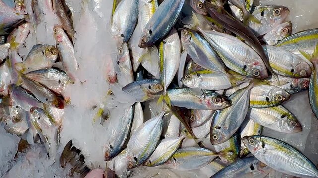 fish on the market 4k video 